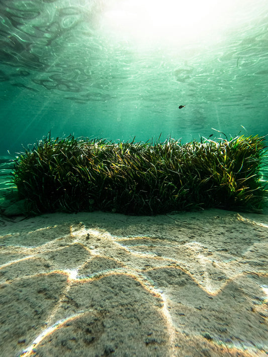 The Secret That Is Seaweed - How This Slippery, Slimy, and Squishy Ocean Plant is a Key to Combat Climate Change