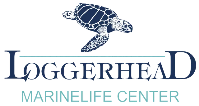sea turtle museum